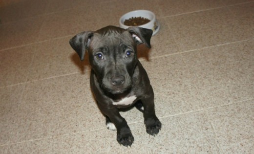 Silka (2 meses)